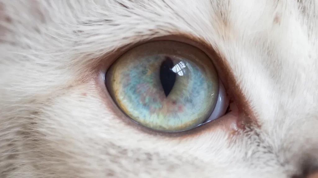 Primer plano detallado de un ojo de gato con la córnea ligeramente opaca y rojiza.